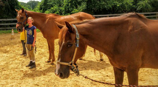 how does leasing a horse work