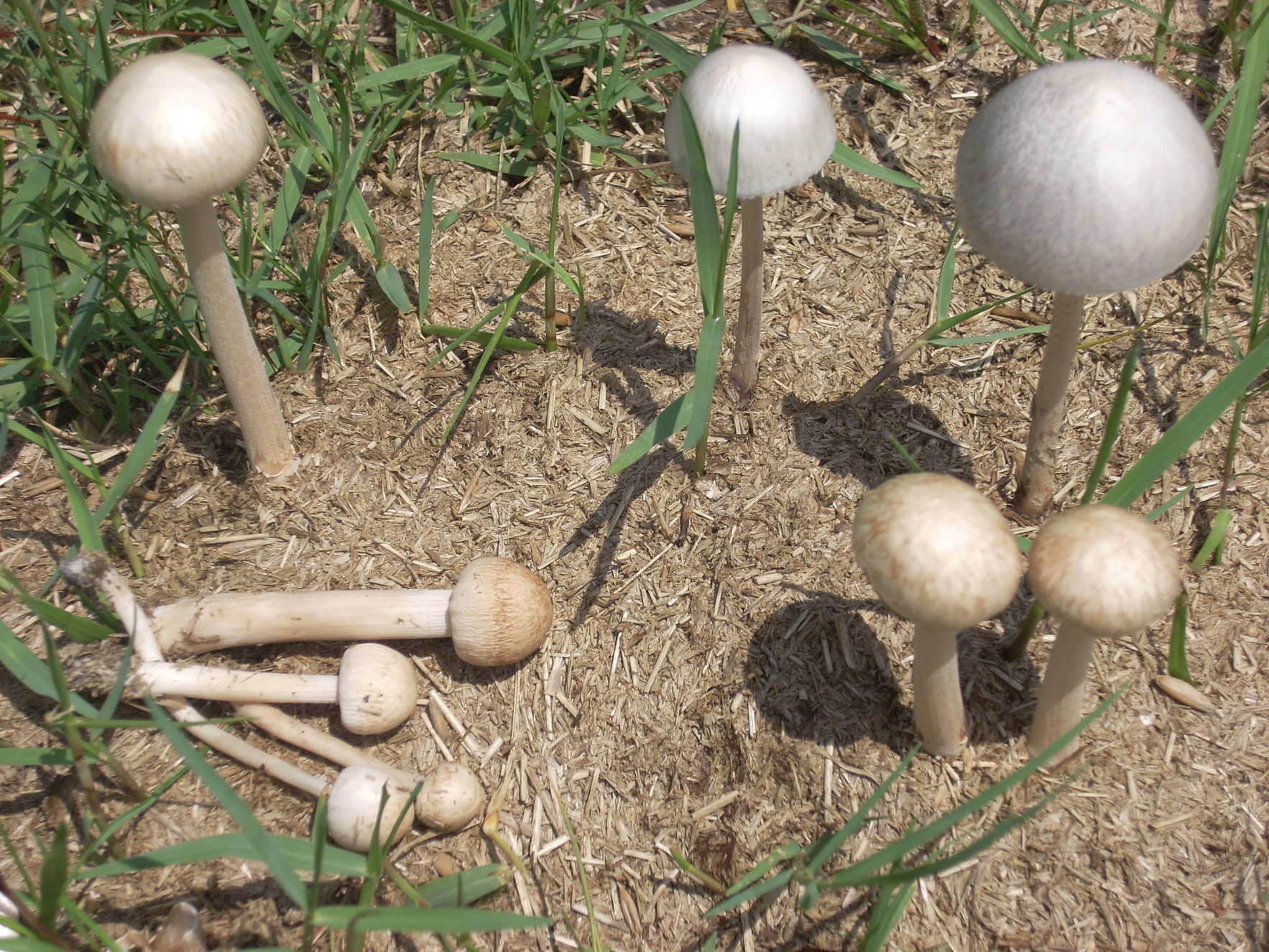 do psychedelic mushrooms grow in horse poop