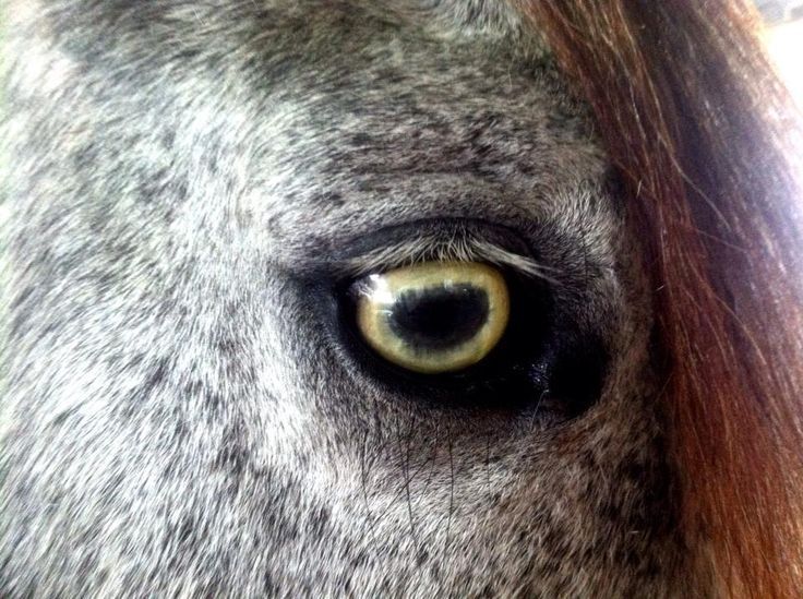 can horses have green eyes