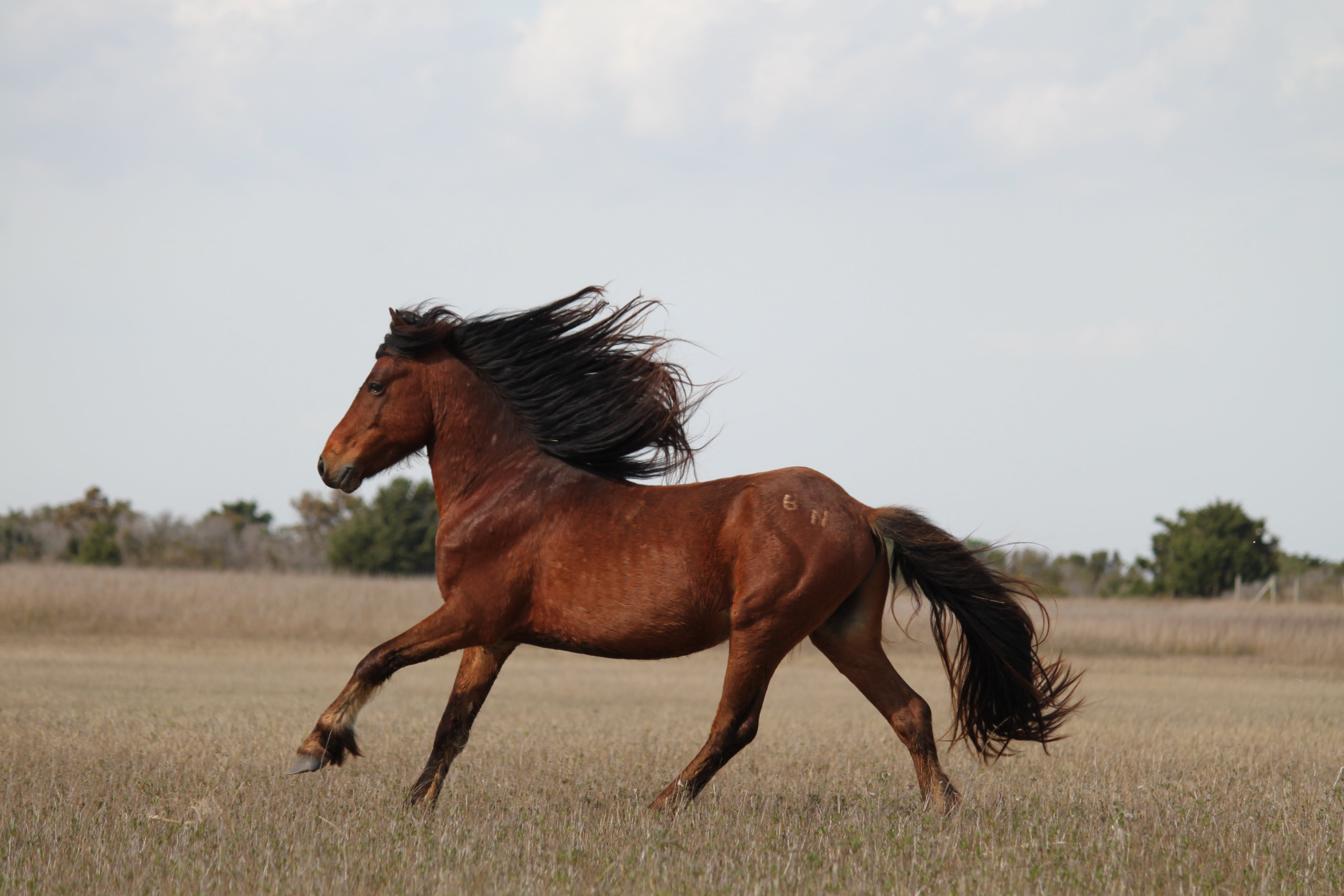 how much is a brown horse