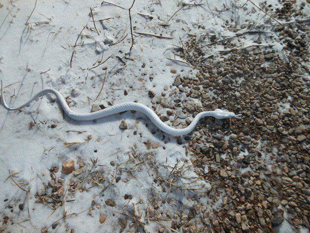 what is a snow snake