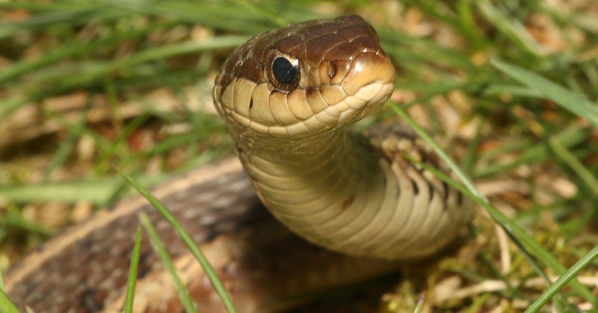 do non venomous snake bites hurt