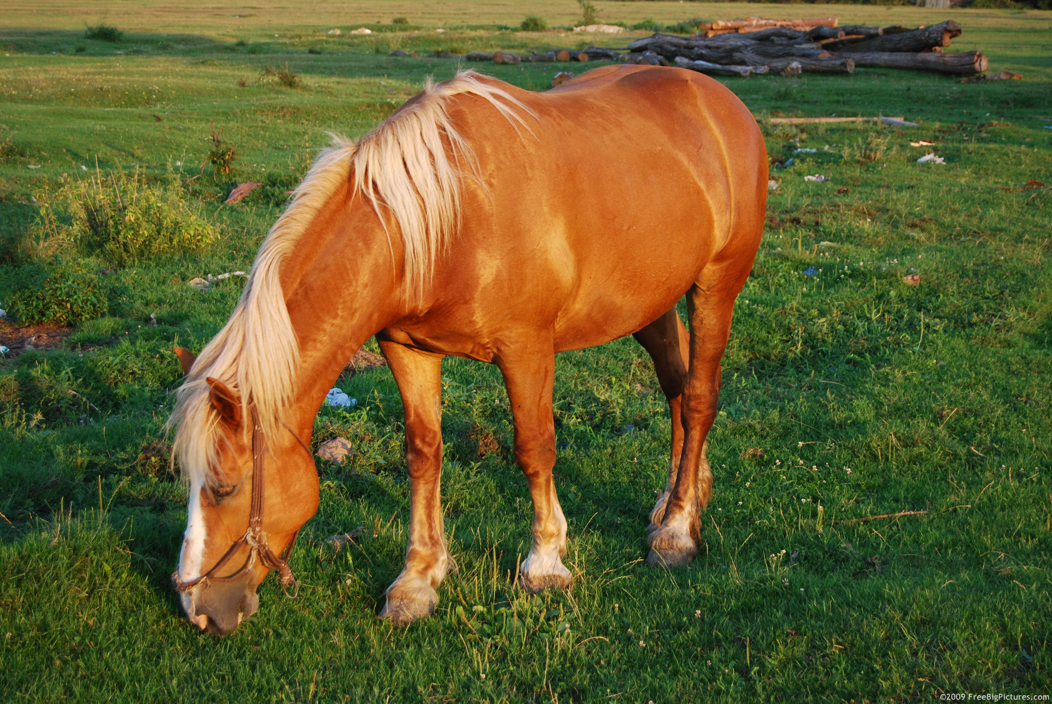 how to pony a horse