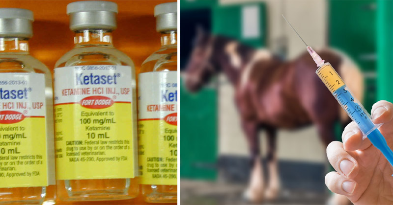 is ketamine a horse tranquilizer