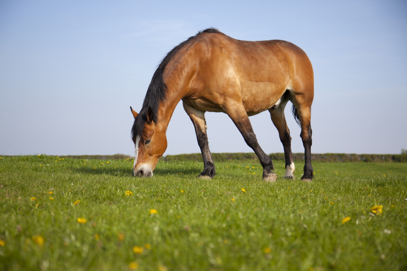 is a horse a herbivore