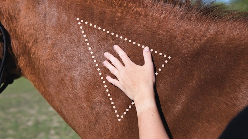 where to give a horse a shot in the neck