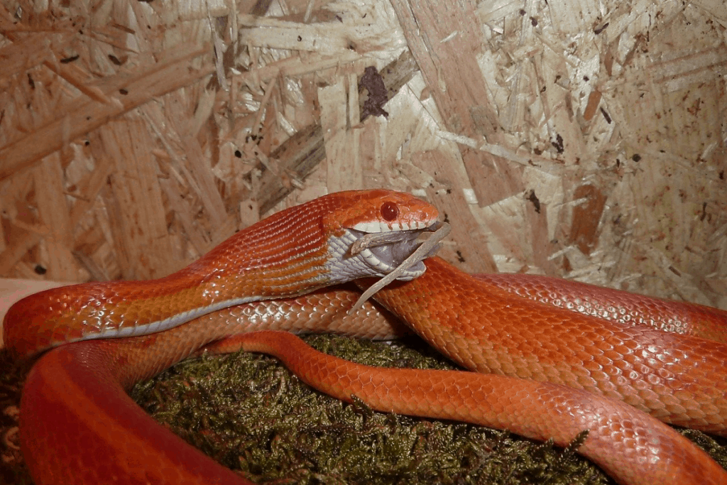 how often should i feed my snake