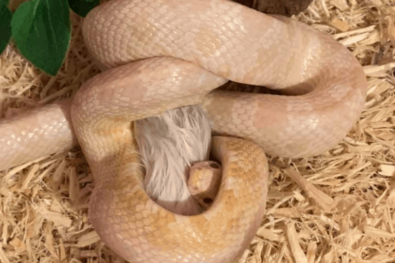 why is my corn snake not eating