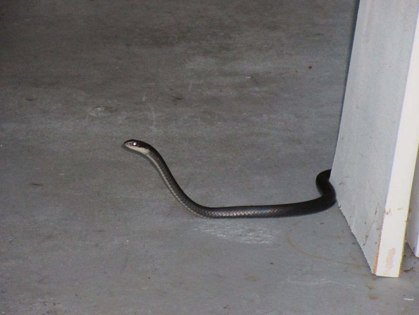 how to get a black snake out of your garage