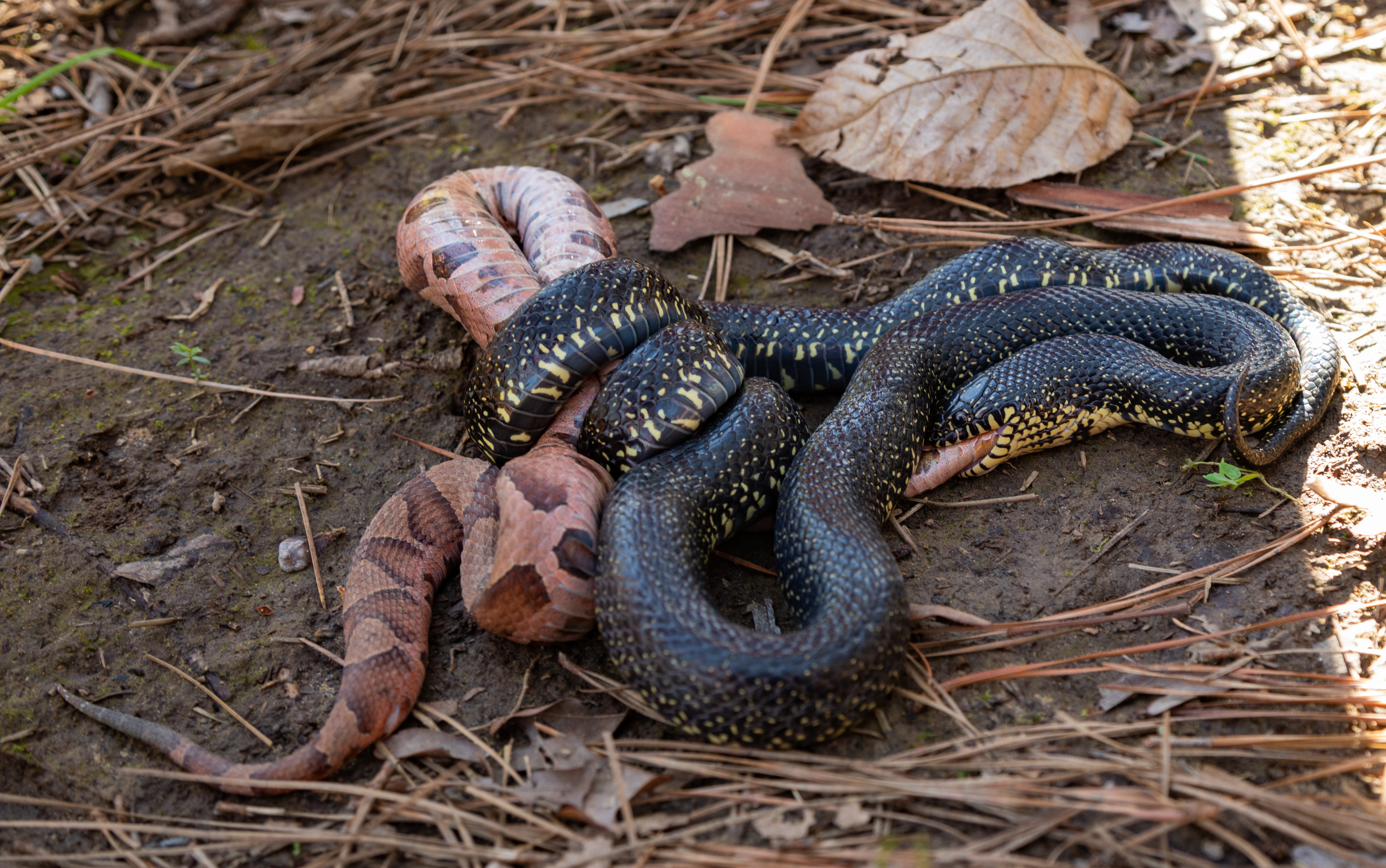 what eats a copperhead snake