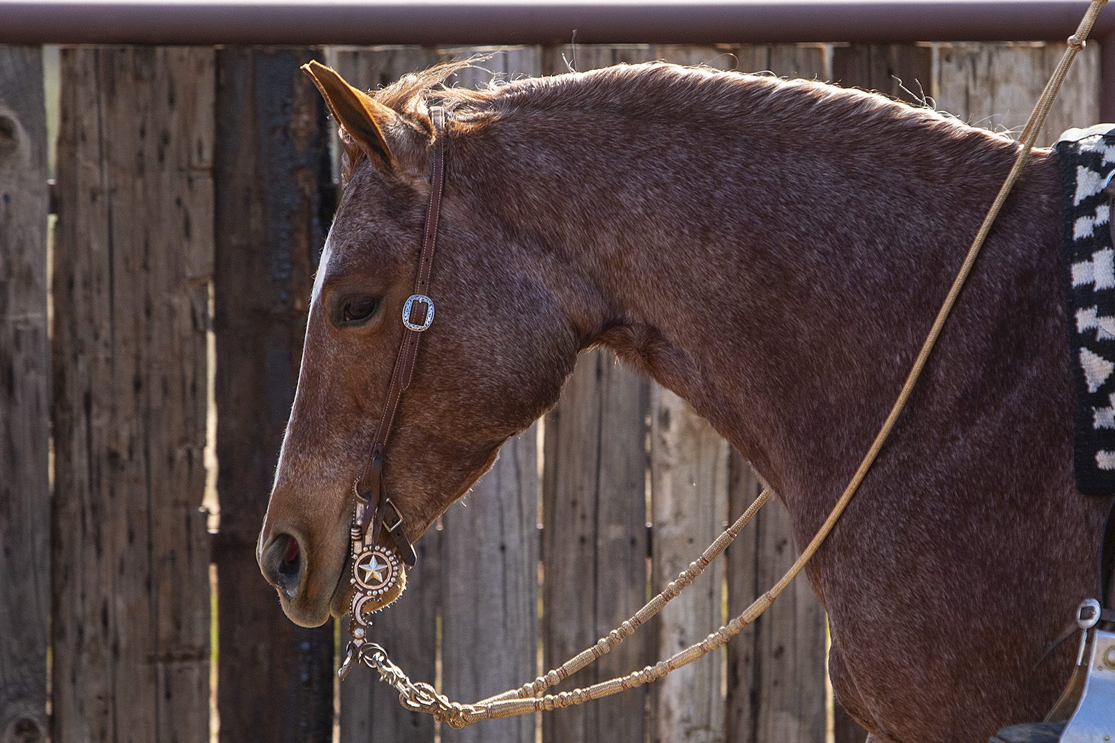 what is a spade bit for horses