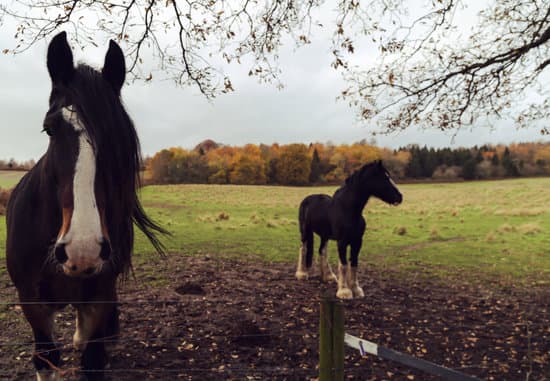 what happened to dale robertson's horse jubilee