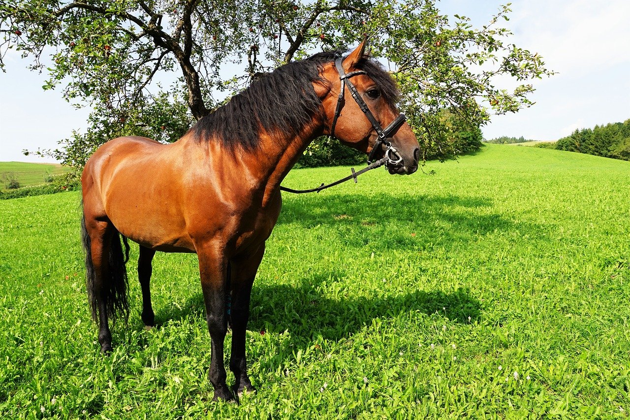why do horses stomp