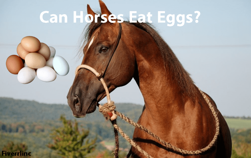 can horses eat eggs