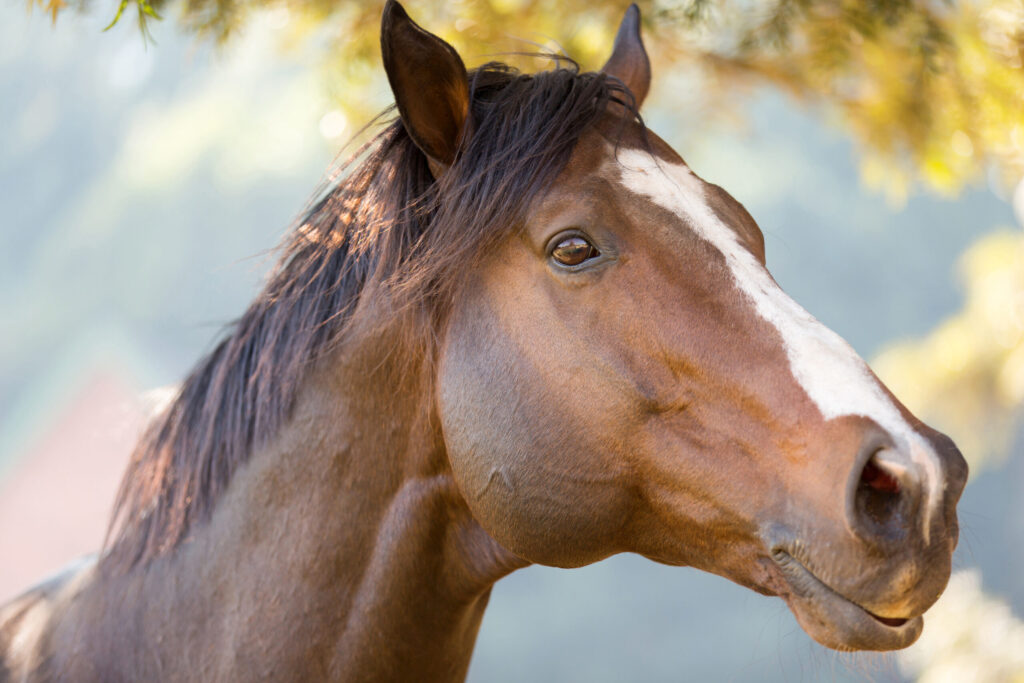 can heaves kill a horse