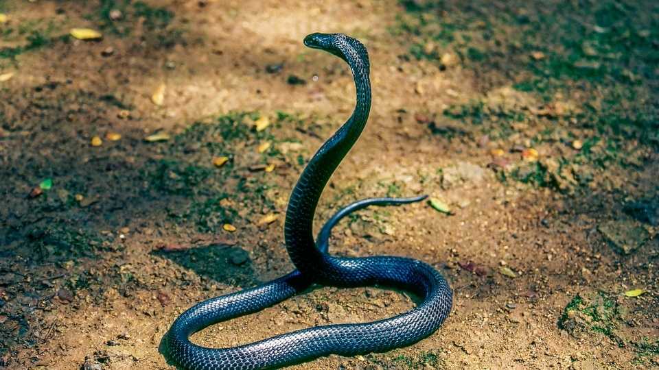how to get rid of mites on a snake