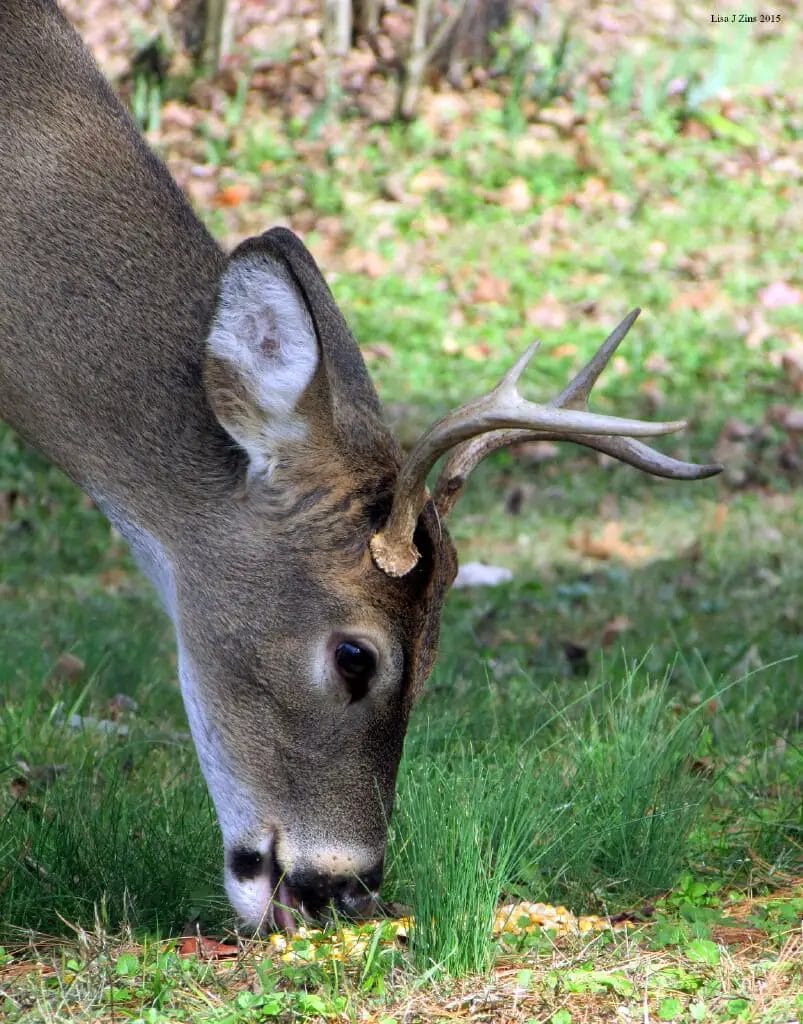 Deer Can Smell Corn