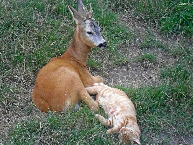 Are Deer Afraid of Cat