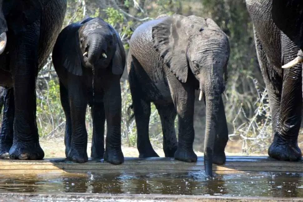 Are Elephants Grey or Black