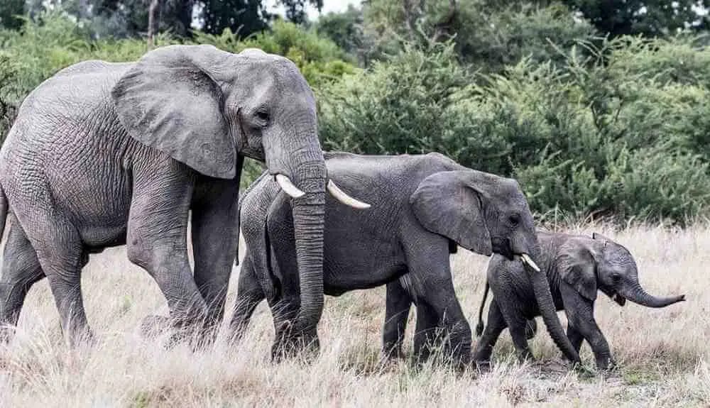 Are Elephants Grey or Black