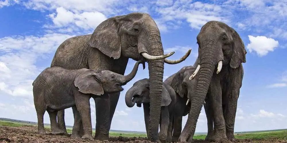 Are Elephants Grey or Black