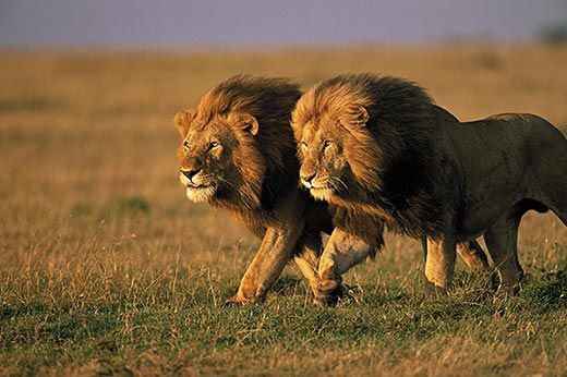 Are Lions Afraid of Fire