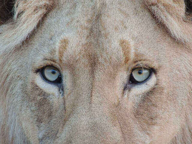 Are Lions Colorblind