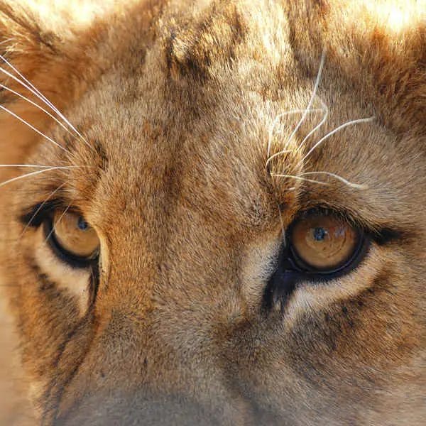 Are Lions Colorblind