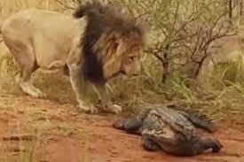 Can a Lion Kill a Crocodile