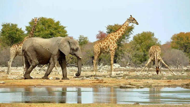 Comparing Elephant vs Giraffe What's Best