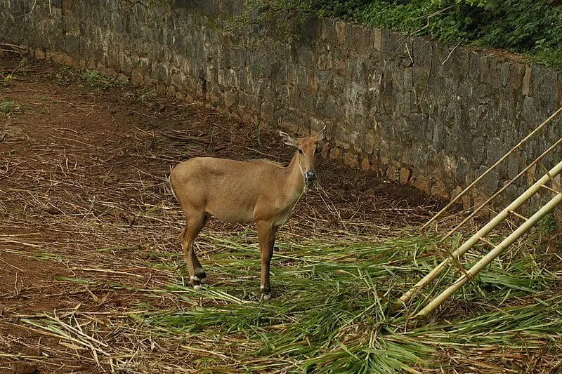 Deer Are Omnivores