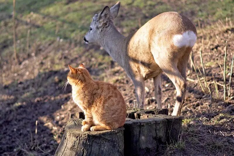 Are Deer Afraid of Cats