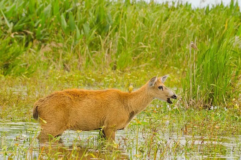 Do Deer Bed in Swamps