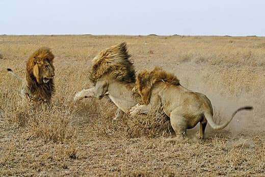 Do Lions Dig Their Own Grave