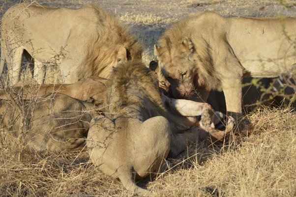 Do Lions Dig Their Own Grave