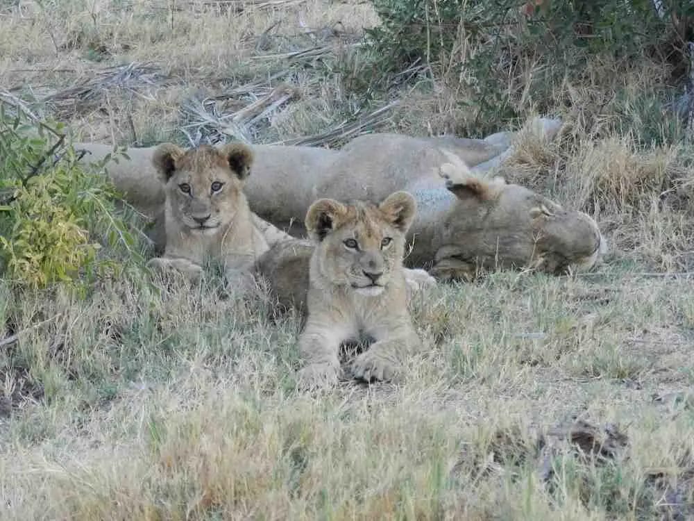 Do Lions Dig Their Own Grave