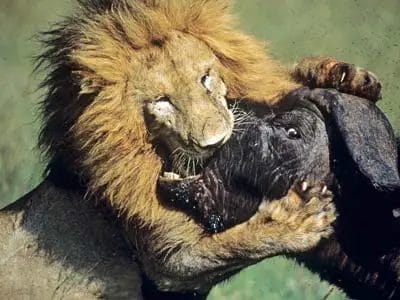 Do Lions Eat Their Prey Alive?