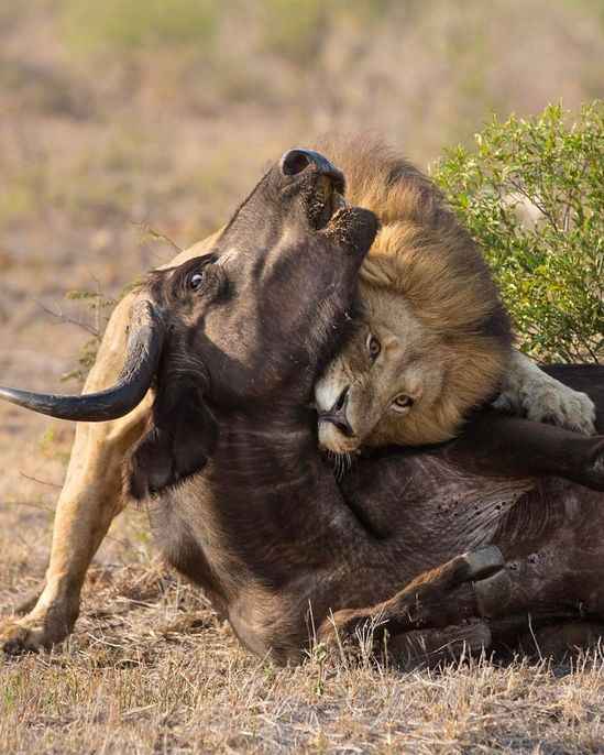 Do Lions Eat Their Prey Alive?