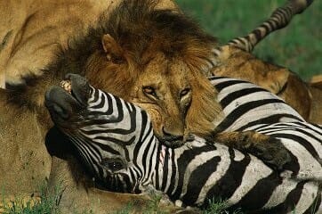 Do Lions Eat Their Prey Alive?
