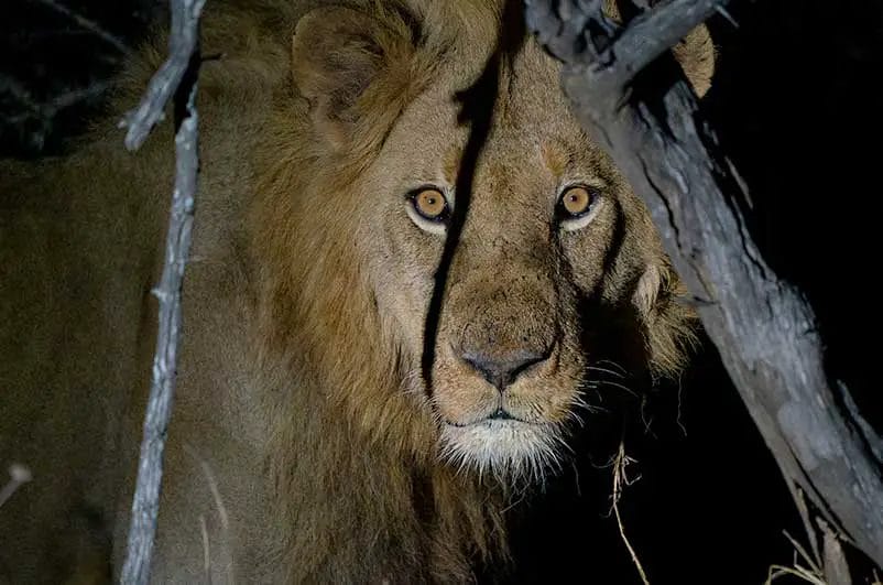 Do Lions Have Night Vision?