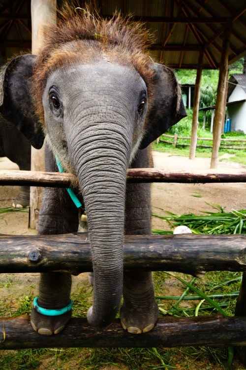 Does Elephant Have Hairs