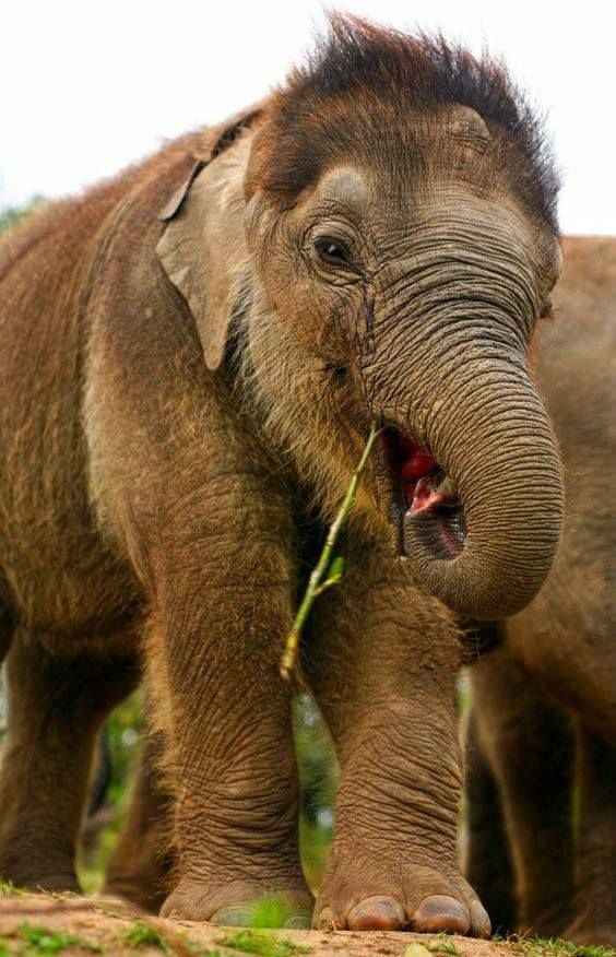 Does Elephants Have Hair