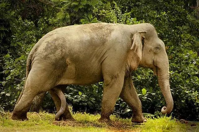How Big is Elephant Penis