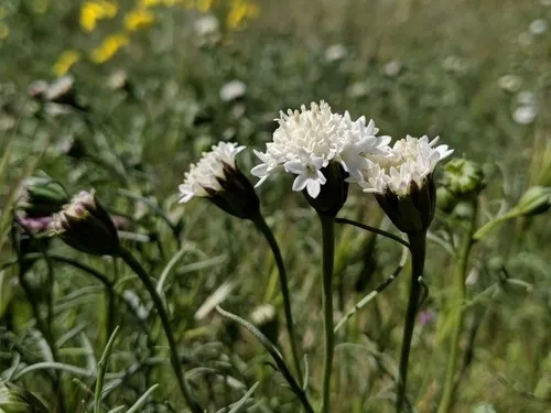Pincushion Flower can be Deer Resistant