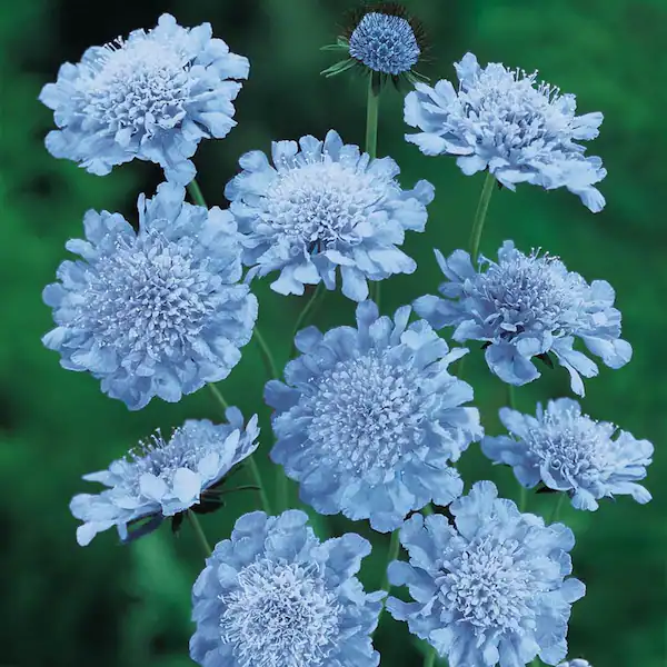 Pincushion Flower is Deer Resistant
