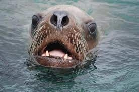 Sea Lion A Comprehensive Overview