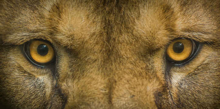 What Are Lions Eyes?