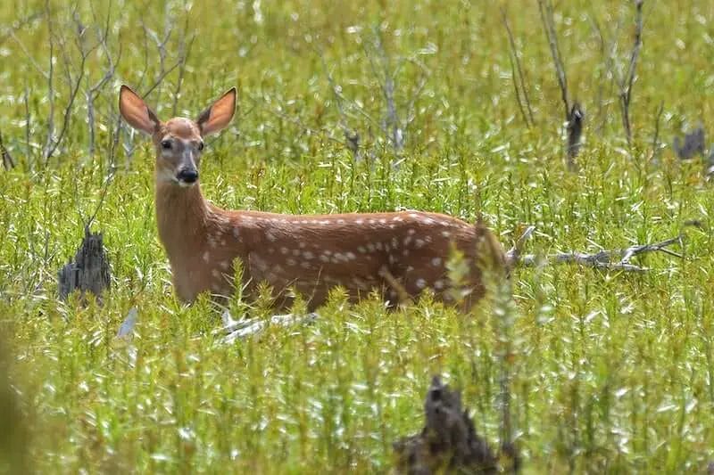 Where do deer go on summer