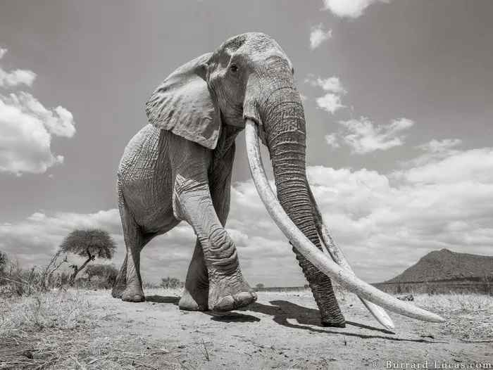 Which Elephant is the Biggest?