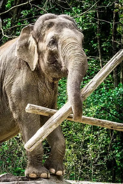 Why Do Elephants Lift Weights